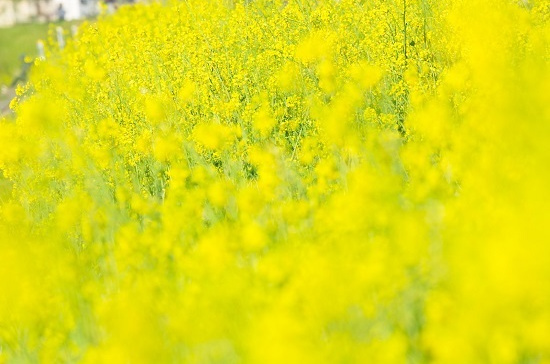 菜の花