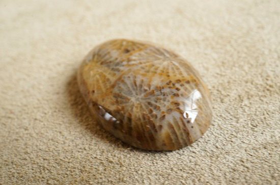 フォッシルコーラル（Fossil Corl）